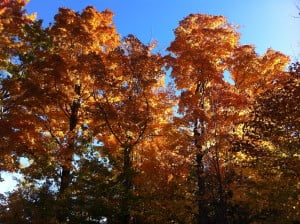 Fall Leaves