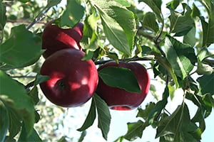 apple-tree