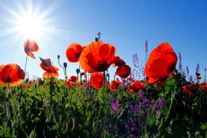 field-of-poppies